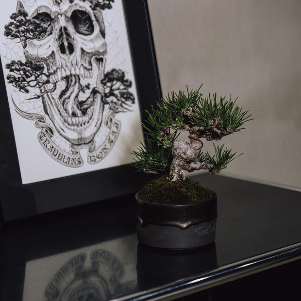 黒松 -斜幹- （推定樹齢30年） 詳細画像